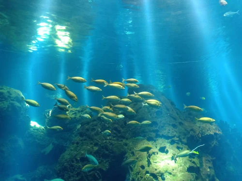 L’Acquario — Aquarium, rated 4.5/5