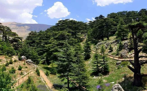 Cedros de Deus em Bsharri in Beirute — Maravilha natural