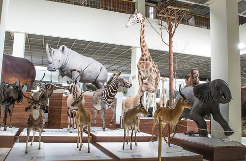 Muzej zoologije Kaunas Tadas Ivanauskas — Muzej, rated 4.7/5