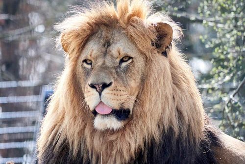 Litvanski zoološki vrt — Zoo, rated 4.3/5