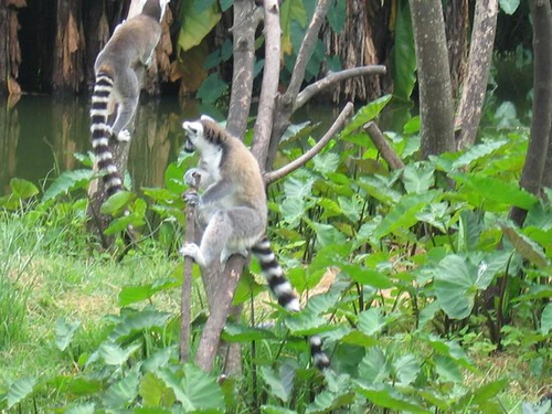 Zoo a botanická záhrada Tsimbazaza in Antananarivo — Zoo