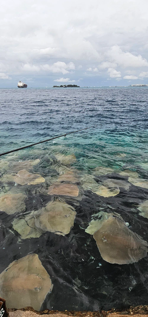 Stingrays Watching in Malé