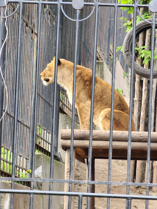 Kišinjevačka zoološki vrt in Chișinău — Zoo