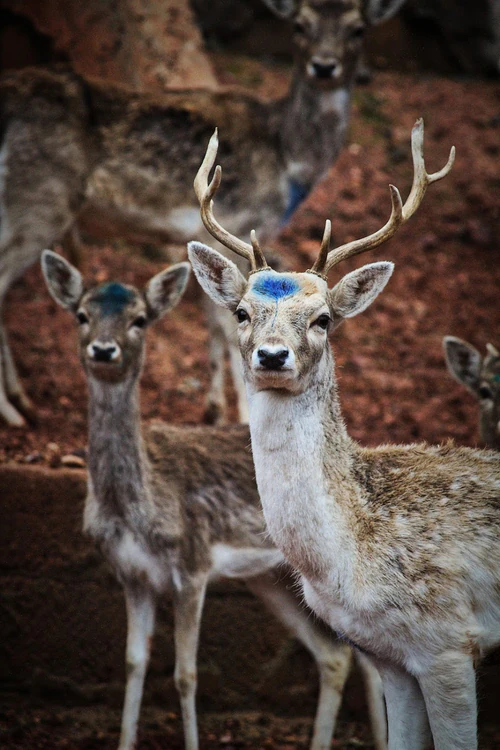 Dream Village in Casablanca — Zoo