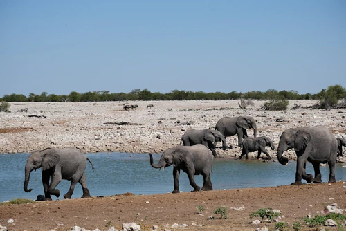 Etosha Milli Parkı — Milli park, rated 4.5/5