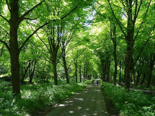 Amsterdam Forest in Amsterdam — Park