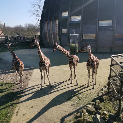 Rotterdam Zoo in Rotterdam — Zoo