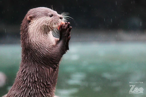 Wellington Zoo in Wellington — Zoo
