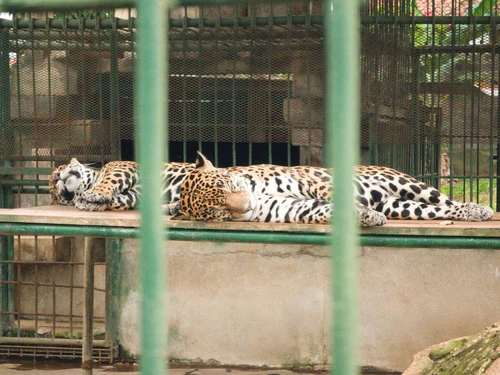 Parque Zoológico Nacional in Managua — Zoo