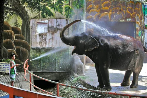 Зоопарк Маніли in Маніла — Zoo
