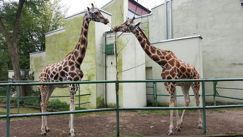 Orientarium ZOO Łódź in Лодзь — Zoo