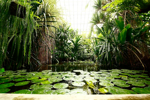 Palmiarnia Poznańska in Познань — Сад