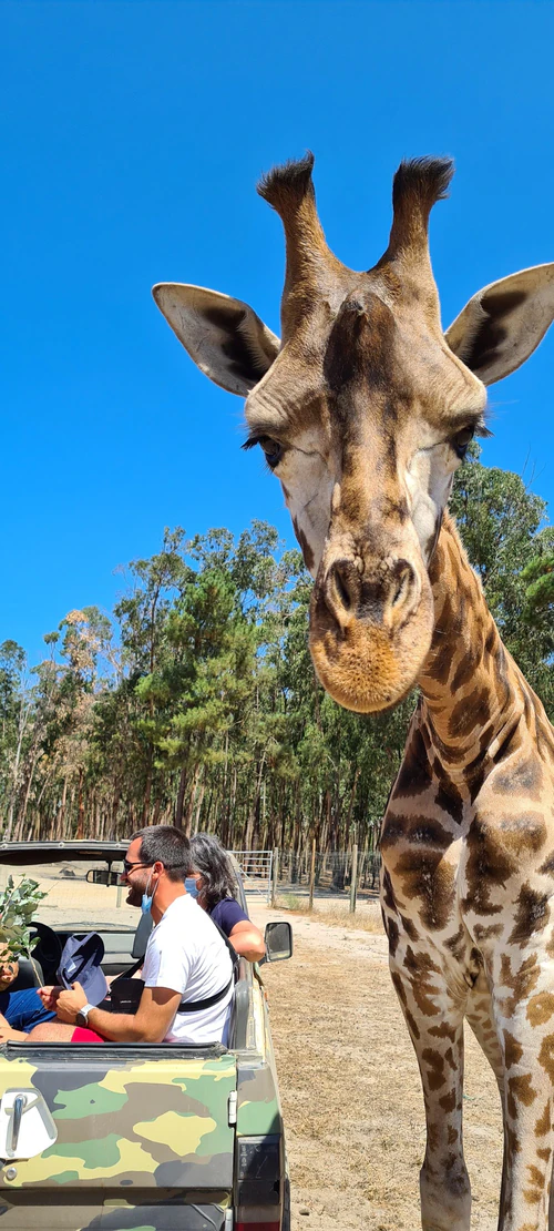 Badoca Safari Park — Theme park, rated 4.4/5