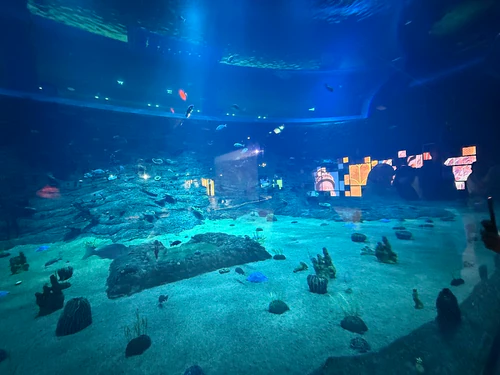 Mwani Qatar — Aquarium, rated 4.4/5