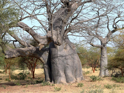 Bandia Reserve in Dakara — Zoo