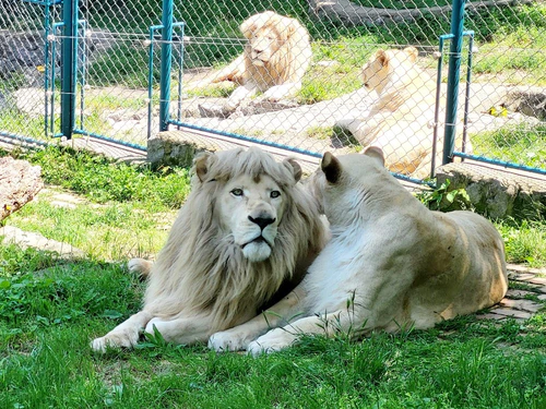 Tashmajdan in Beograd — Zoo