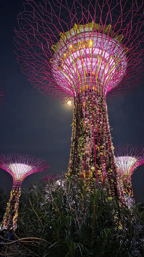 Supertree Grove in Singapura — Jardim