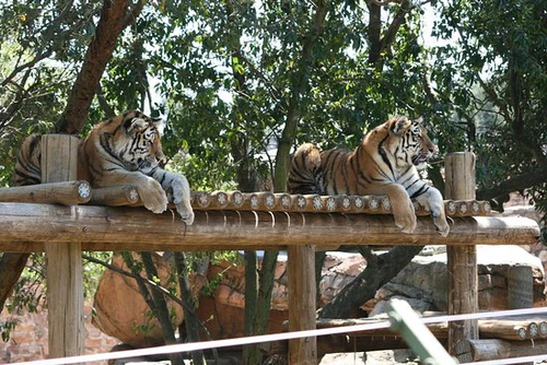 Johannesburg Zoo in Johannesburg — Zoo