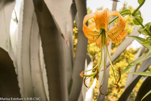 Real Jardín Botánico — Vrt, rated 4.4/5