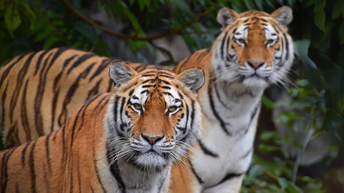 Zoo Aquarium de Madrid — Zoo, rated 4.2/5