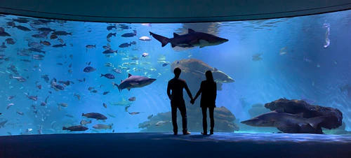Palma Aquàrium in Palma de Mallorca — Aquarium