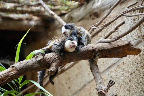 Monkey Park — Zoo, rated 4.5/5