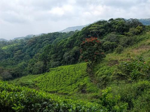 Riserva Forestale di Sinharaja in Sri Jayawardenepura Kotte — Parco nazionale