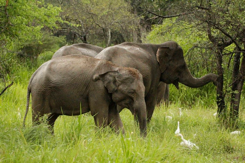 Parco Nazionale Wasgamuwa in Sri Jayawardenepura Kotte — Parco nazionale