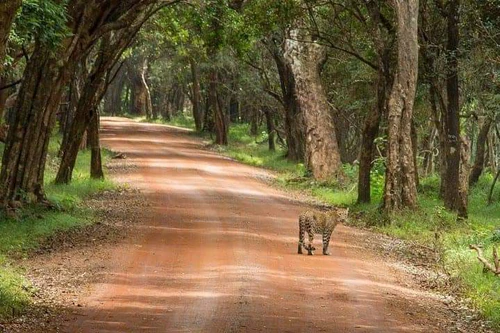 Parco Nazionale di Wilpattu in Sri Jayawardenepura Kotte — Parco nazionale