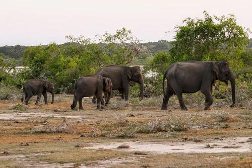 Parco Nazionale di Yala in Sri Jayawardenepura Kotte — Parco nazionale