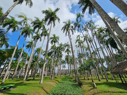 Palmtree Garden in Paramaribo — Park