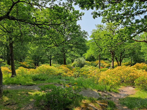 Slottsskogen in Gothenburg — Park