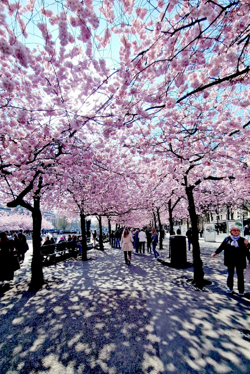 Kraljeva džama in Stockholm — Park