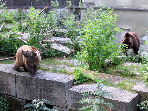 BearPark in Bern — Zoo