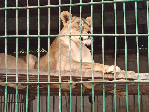 Dushanbe Zoo in Dušanbe — Zoo