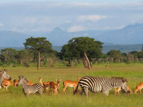 Mikumi National Park in Dar es-Salaam — Nationaal park