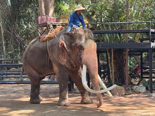 Pattaya Elephant Village, rated 4/5