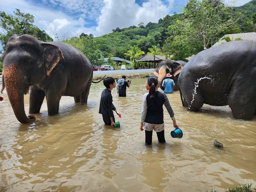 Green Elephant Sanctuary Park in Phuket — Nonprofit