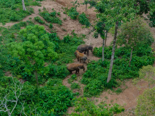 Phuket Elephant Conservation — Nonprofit, rated 5/5