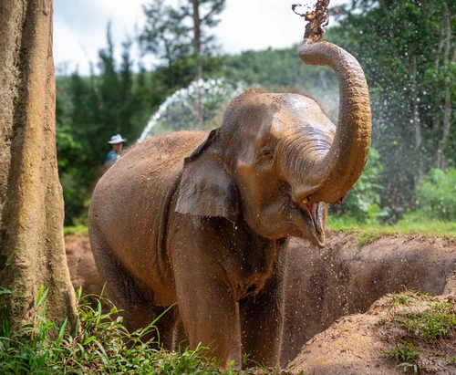 Phuket Elephant Nature Reserve — Zoo, rated 4.9/5