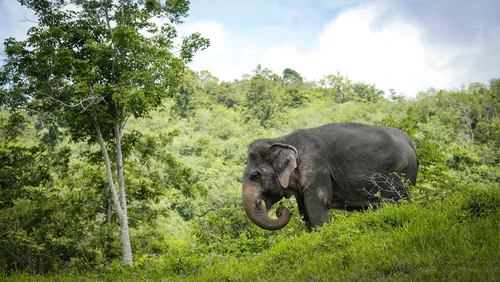 Phuket Elephant Sanctuary — Parco, rated 4.8/5