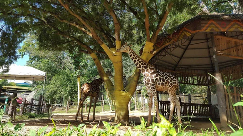 Emperor Valley Zoo in Порт оф Спейн — Zoo