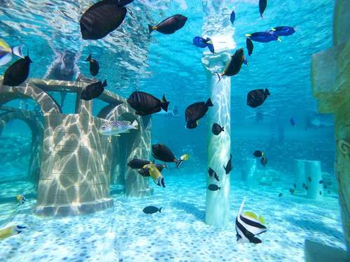 Sealanya Dolphinpark Seapark — Parque temático, rated 4.5/5
