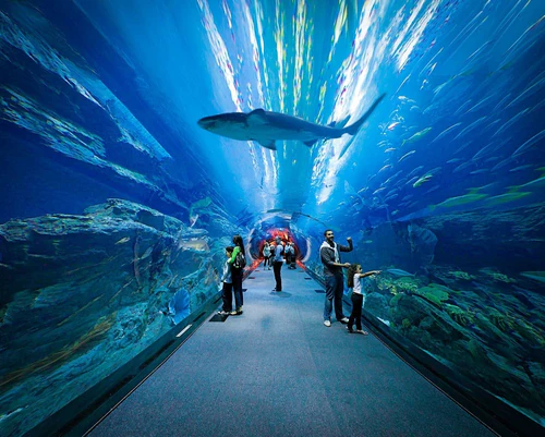 Acquario di Dubai e Zoo Sottomarino — Aquarium, rated 4.5/5