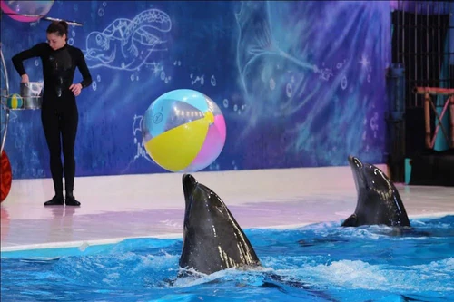Dubai Dolphinarium — Aquarium, rated 4.5/5
