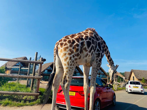 West Midlands Safari Park — Theme park, rated 4.5/5