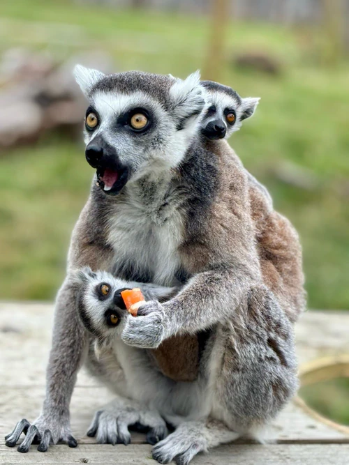 All Things Wild — Zoo, rated 4.6/5