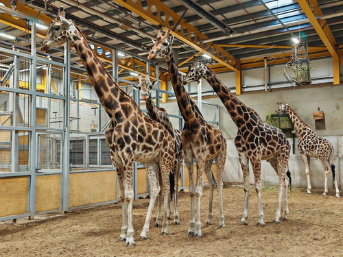 Edinburgh Zoo — Zoo, rated 4.3/5