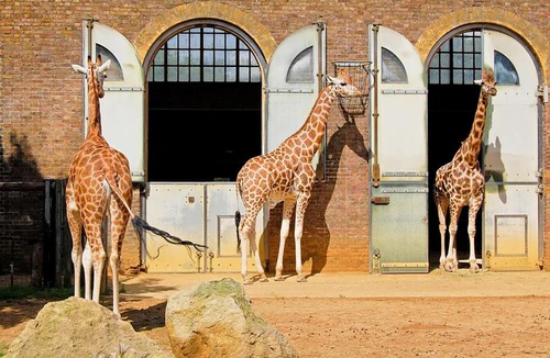 London Zoo — Zoo, rated 4.3/5