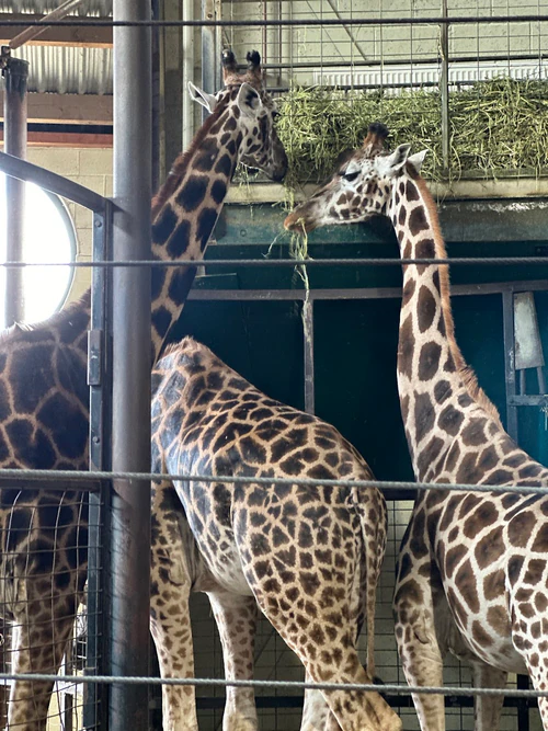 Marwell Zoo — Zoo, rated 4.4/5